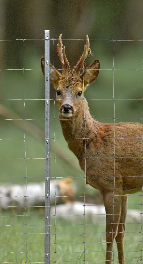 Forstgeflecht m.webp